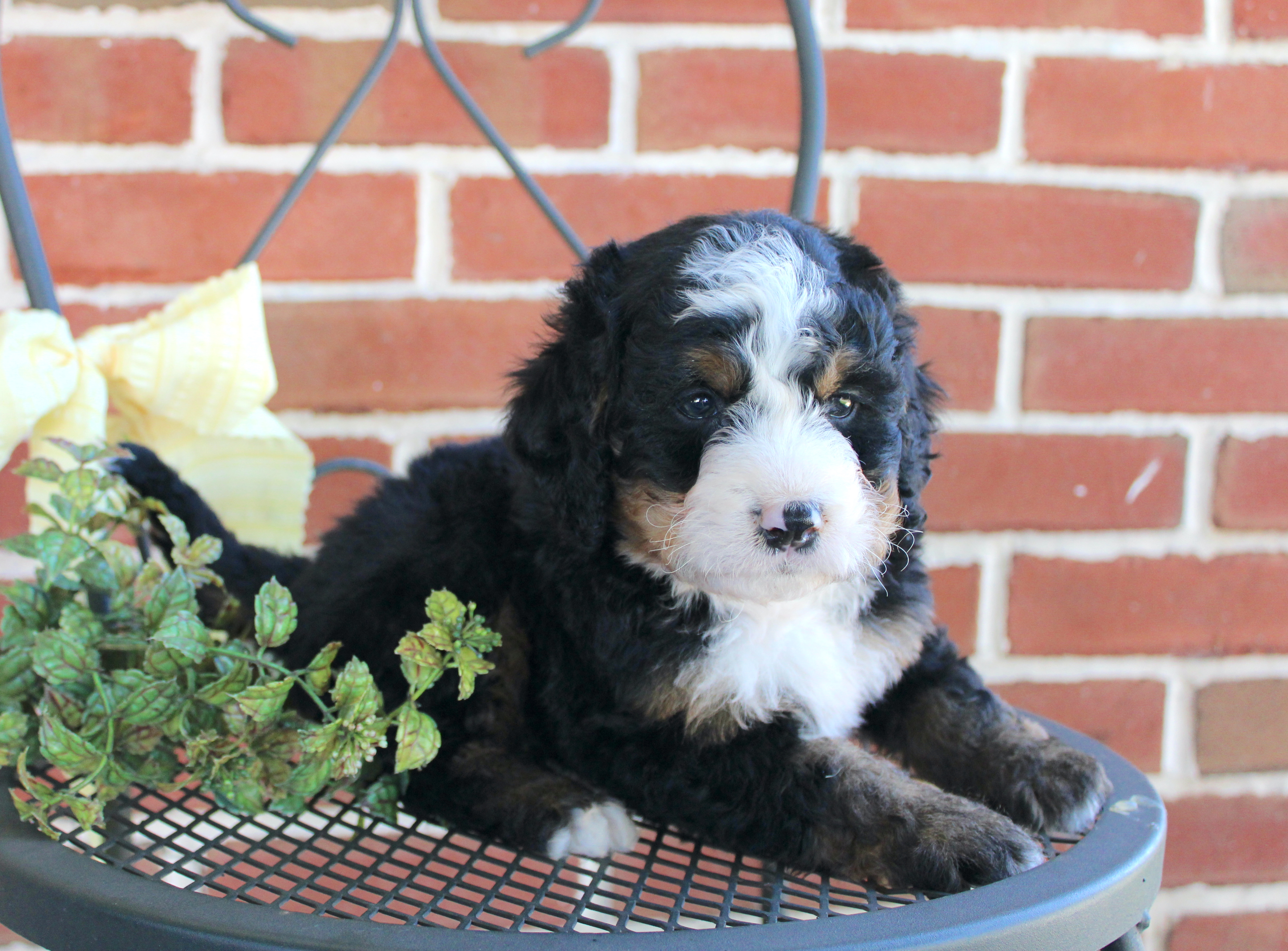 puppy, for, sale, Mini Bernedoodle, Emanuel  Glick, dog, breeder, Bird-In-Hand, PA, dog-breeder, puppy-for-sale, forsale, nearby, find, puppyfind, locator, puppylocator, aca